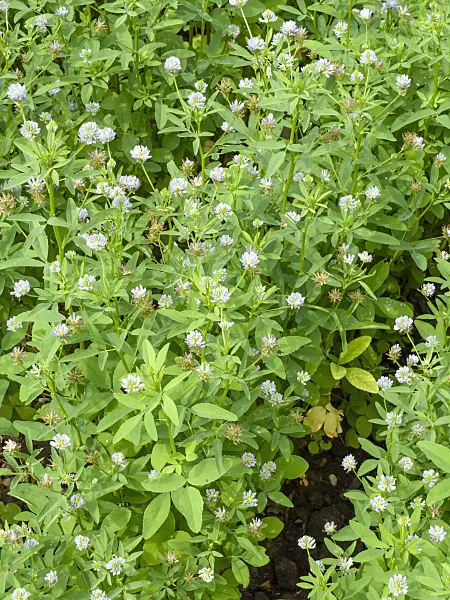 427016 - Blue fenugreek (Trigonella caerulea)