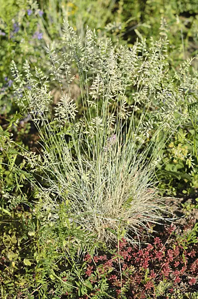 533632 - Blue fescue (Festuca cinerea 'Azurit' syn. Festuca glauca 'Azurit')