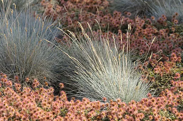 474405 - Blue fescue (Festuca cinerea 'Blaufuchs' syn. Festuca glauca 'Blaufuchs') and New Zealand burr (Acaena microphylla)