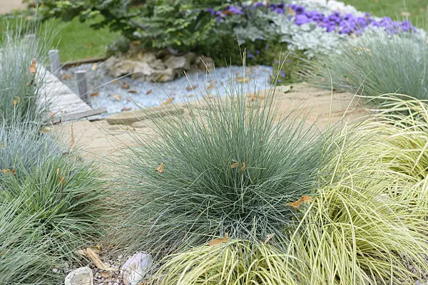 547146 - Blue fescue (Festuca cinerea 'Elijah Blue' syn. Festuca glauca 'Elijah Blue')