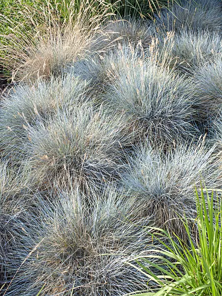 462043 - Blue fescue (Festuca cinerea syn. Festuca glauca)