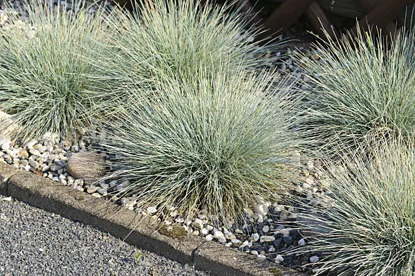 472358 - Blue fescue (Festuca cinerea syn. Festuca glauca)