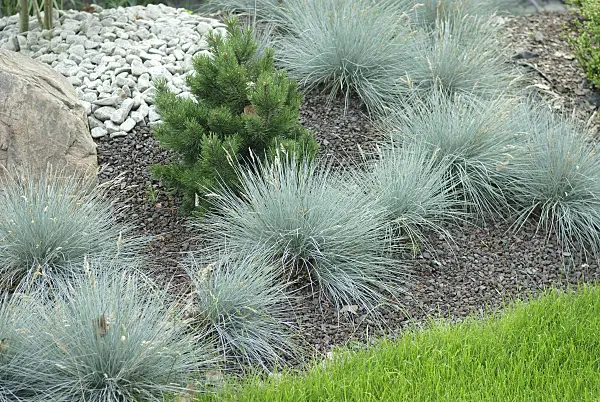 526097 - Blue fescue (Festuca cinerea syn. Festuca glauca) and dwarf mountain pine (Pinus mugo)