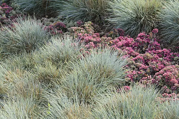 476214 - Blue fescue (Festuca cinerea syn. Festuca glauca) and pink stonecrop (Sedum ewersii syn. Hylotelephium ewersii)