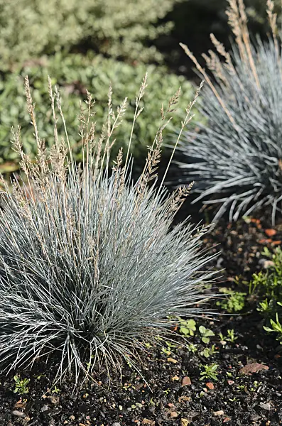 548025 - Blue fescue (Festuca cinerea 'Zwergenkönig' syn. Festuca glauca 'Zwergenkönig')