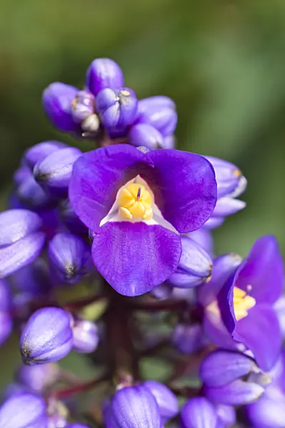 512028 - Blue ginger (Dichorisandra thyrsiflora)