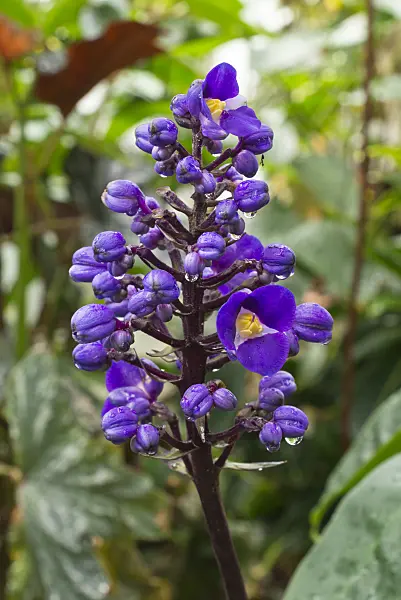 559135 - Blue ginger (Dichorisandra thyrsiflora)