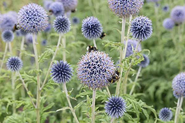 651229 - Blue globe-thistle (Echinops bannaticus 'Taplow Blue')