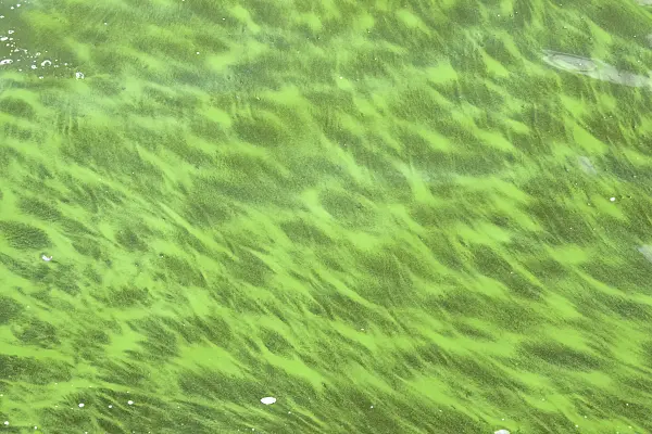 452091 - Blue-green algae