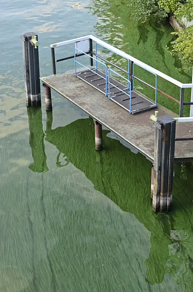 523281 - Blue-green algae at a landing stage, Berlin, Germany