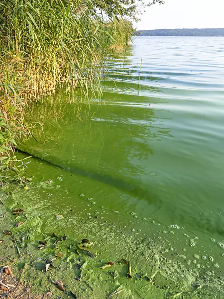 429173 - Blue-green algae, Brandenburg, Germany