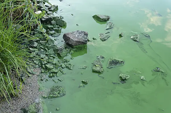 523279 - Blue-green algae, Brandenburg, Germany