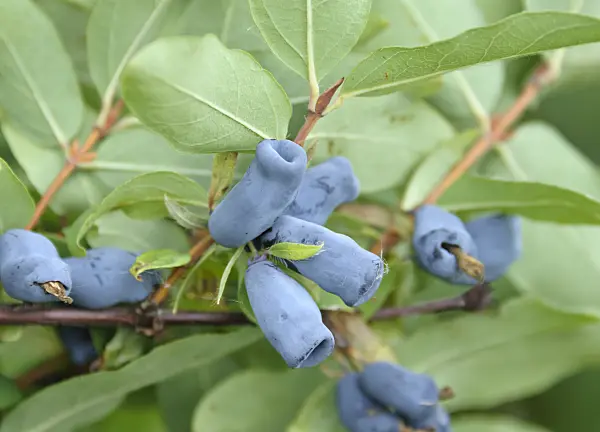 517300 - Blue honeysuckle (Lonicera caerulea 'Amur')