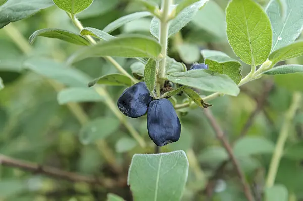 526113 - Blue honeysuckle (Lonicera caerulea 'Blue Velvet')