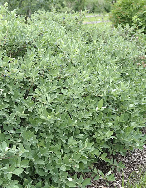 547167 - Blue honeysuckle (Lonicera caerulea 'Blue Velvet')