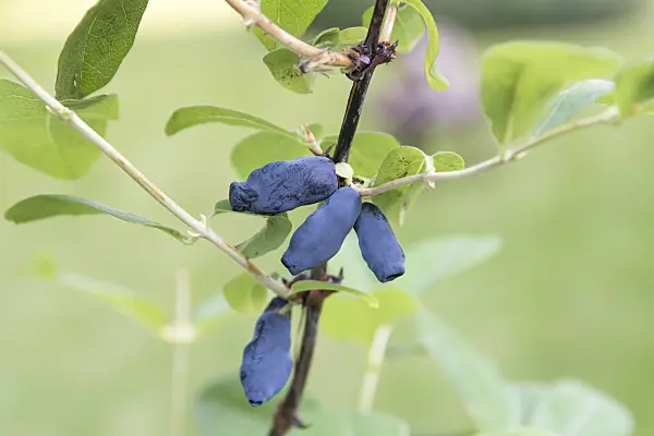625251 - Blue honeysuckle (Lonicera caerulea 'Gordost Bakczara')
