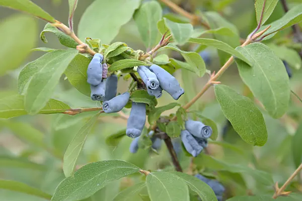 517302 - Blue honeysuckle (Lonicera caerulea 'Morena')