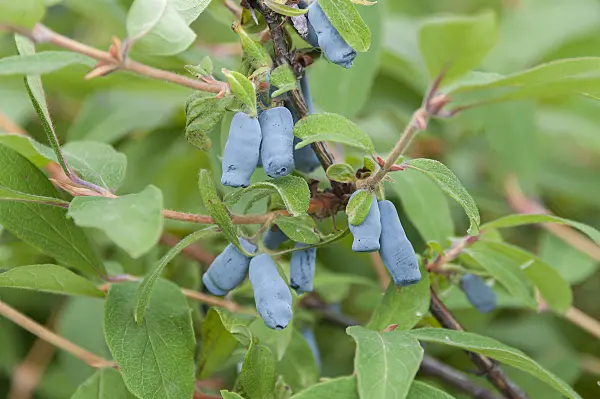 616017 - Blue honeysuckle (Lonicera caerulea 'Morena')