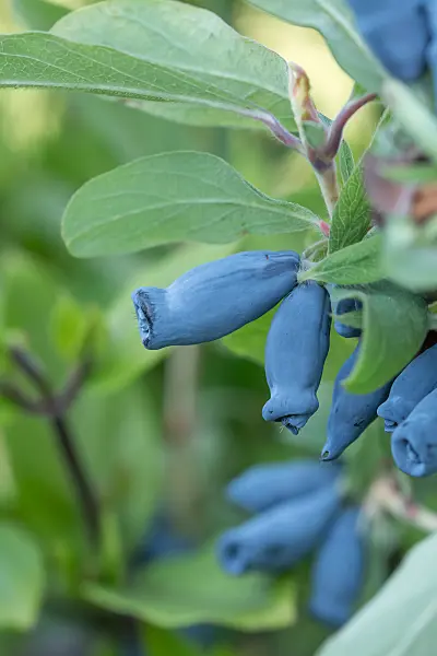 664237 - Blue honeysuckle (Lonicera caerulea 'Morena')