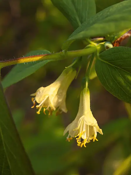 424116 - Blue honeysuckle (Lonicera caerulea var. altaica)