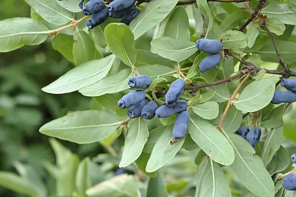 517303 - Blue honeysuckle (Lonicera caerulea var. kamtschatica)