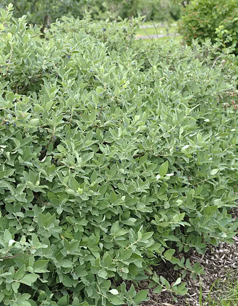 517305 - Blue honeysuckle (Lonicera caerulea var. kamtschatica)