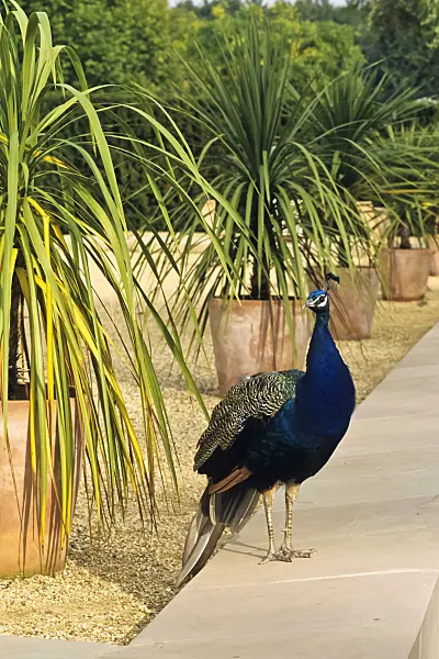 395010 - Blue Indian peacock (Pavo cristatus)