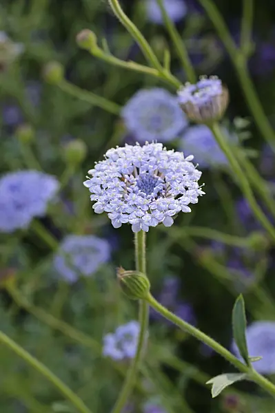 475095 - Blue lace flower (Trachymene coerulea syn. Didiscus caeruleus)