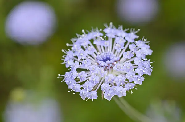 534386 - Blue lace flower (Trachymene coerulea syn. Didiscus caeruleus)