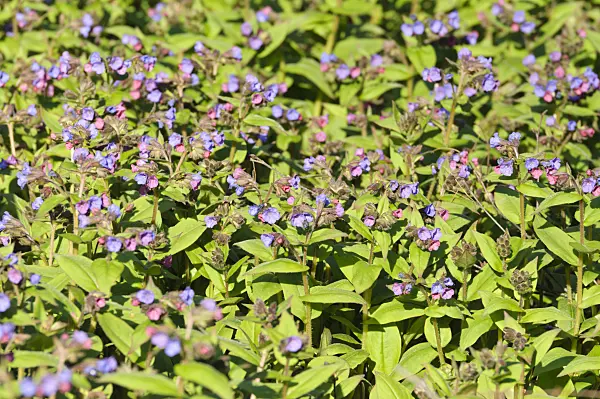 470106 - Blue lungwort (Pulmonaria angustifolia)