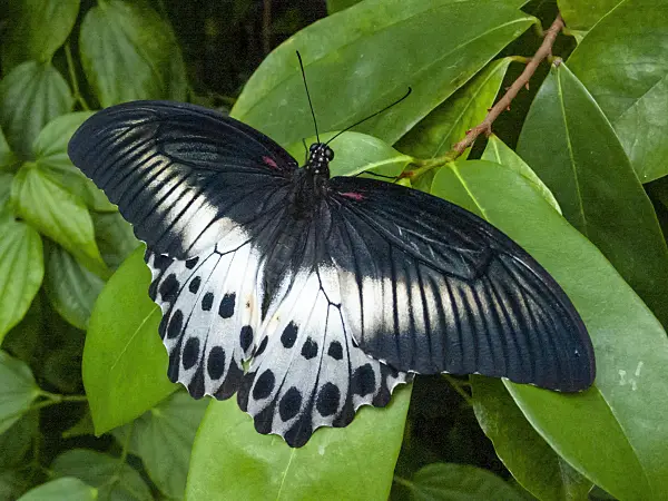 401058 - Blue mormon (Papilio polymnestor)