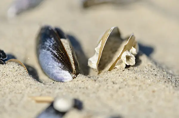 534325 - Blue mussel (Mytilus edulis) in the sand