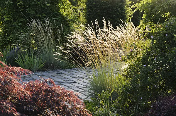 534030 - Blue oat grass (Helictotrichon sempervirens 'Saphirsprudel')