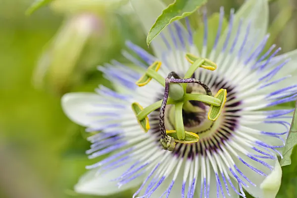 475167 - Blue passion flower (Passiflora caerulea)
