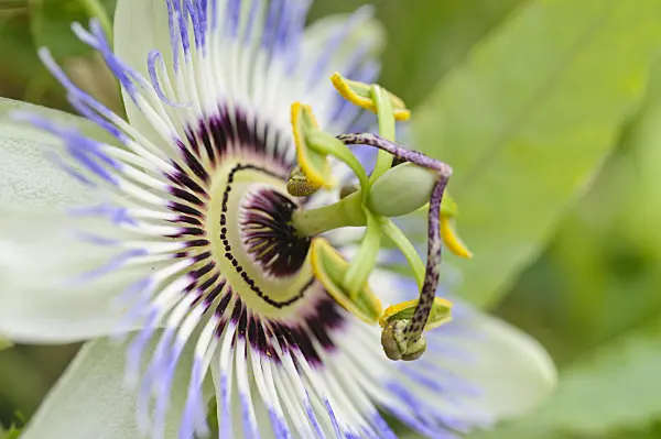 475168 - Blue passion flower (Passiflora caerulea)