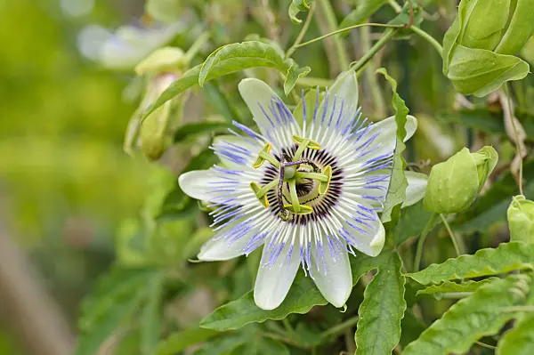 475169 - Blue passion flower (Passiflora caerulea)