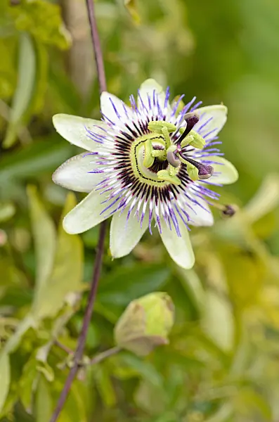 525116 - Blue passion flower (Passiflora caerulea)