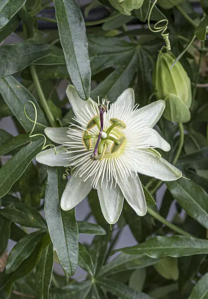651422 - Blue passion flower (Passiflora caerulea 'Constance Elliott')