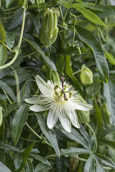 651423 - Blue passion flower (Passiflora caerulea 'Constance Elliott')