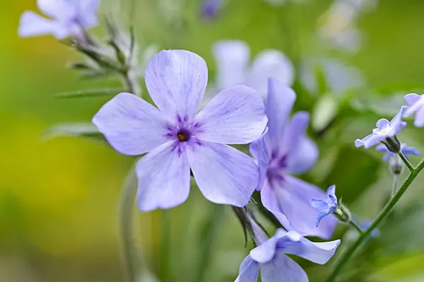 484159 - Blue phlox (Phlox divaricata 'Chattahoochee')