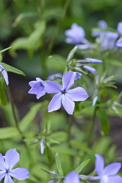 471239 - Blue phlox (Phlox divaricata subsp. laphami)