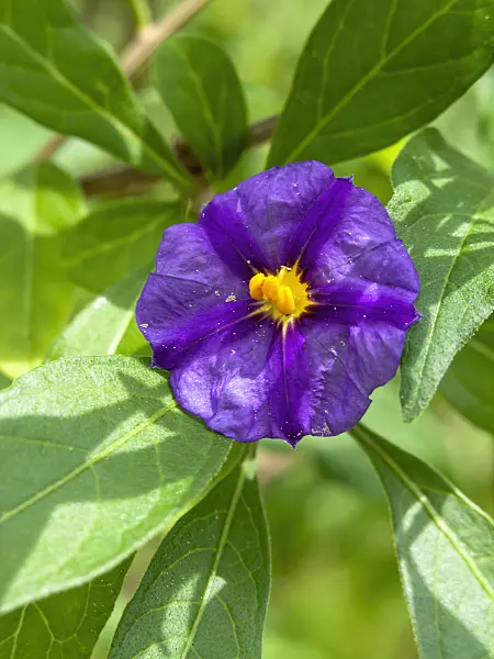 437429 - Blue potato bush (Lycianthes rantonnetii syn. Solanum rantonnetii)
