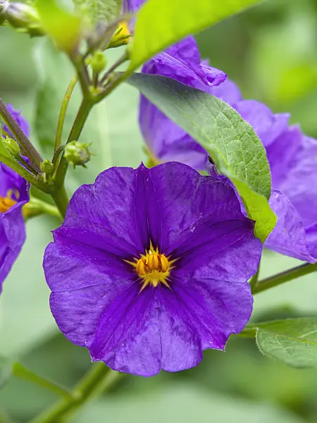 441054 - Blue potato bush (Lycianthes rantonnetii syn. Solanum rantonnetii)