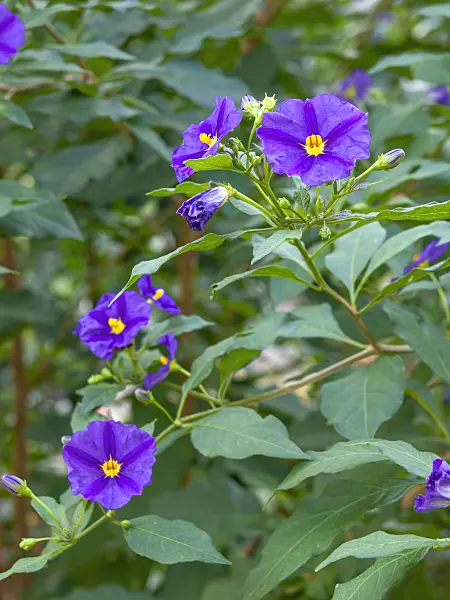 453005 - Blue potato bush (Lycianthes rantonnetii syn. Solanum rantonnetii)