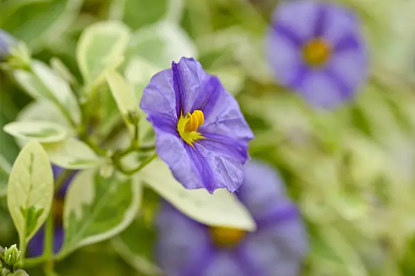477062 - Blue potato bush (Lycianthes rantonnetii syn. Solanum rantonnetii)