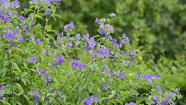498142 - Blue potato bush (Lycianthes rantonnetii syn. Solanum rantonnetii)