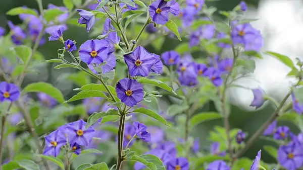 498143 - Blue potato bush (Lycianthes rantonnetii syn. Solanum rantonnetii)