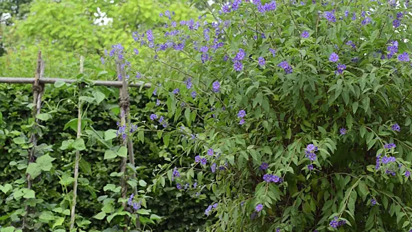 498144 - Blue potato bush (Lycianthes rantonnetii syn. Solanum rantonnetii)