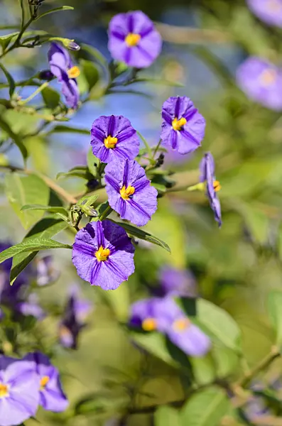 525364 - Blue potato bush (Lycianthes rantonnetii syn. Solanum rantonnetii)