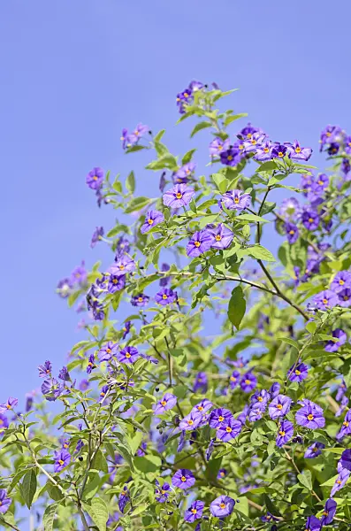 536096 - Blue potato bush (Lycianthes rantonnetii syn. Solanum rantonnetii)